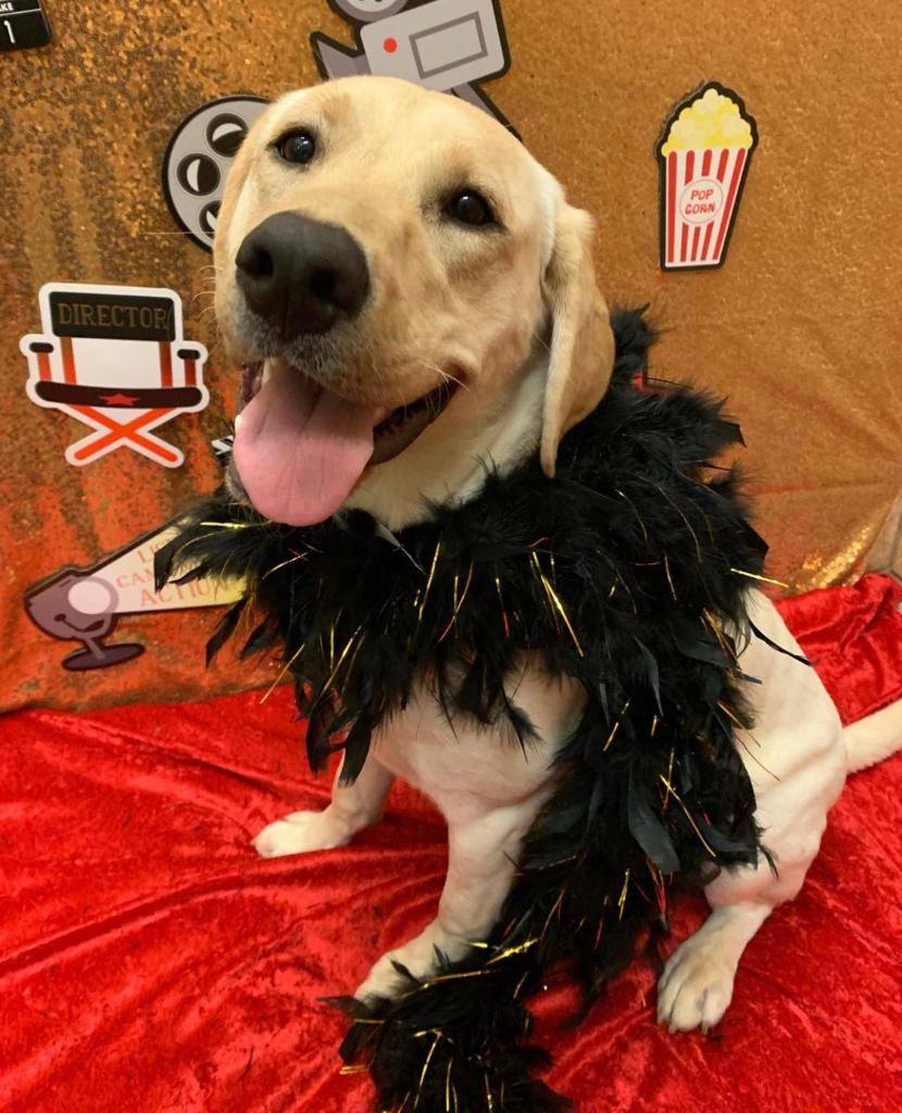 PetSmart's tweet photo. The “Howlywood” playdate at Doggie Day Camp is on Feb. 25 from 9 a.m. to 5 p.m. ⭐ Pups will enjoy a free digital keepsake photo and play engaging games! Call to reserve your purchased day of play! #doggiedaycamp https://t.co/ntN3DfV8Sg (📷:  IG petshotel_fremont) https://t.co/NhXxS7rbTY
