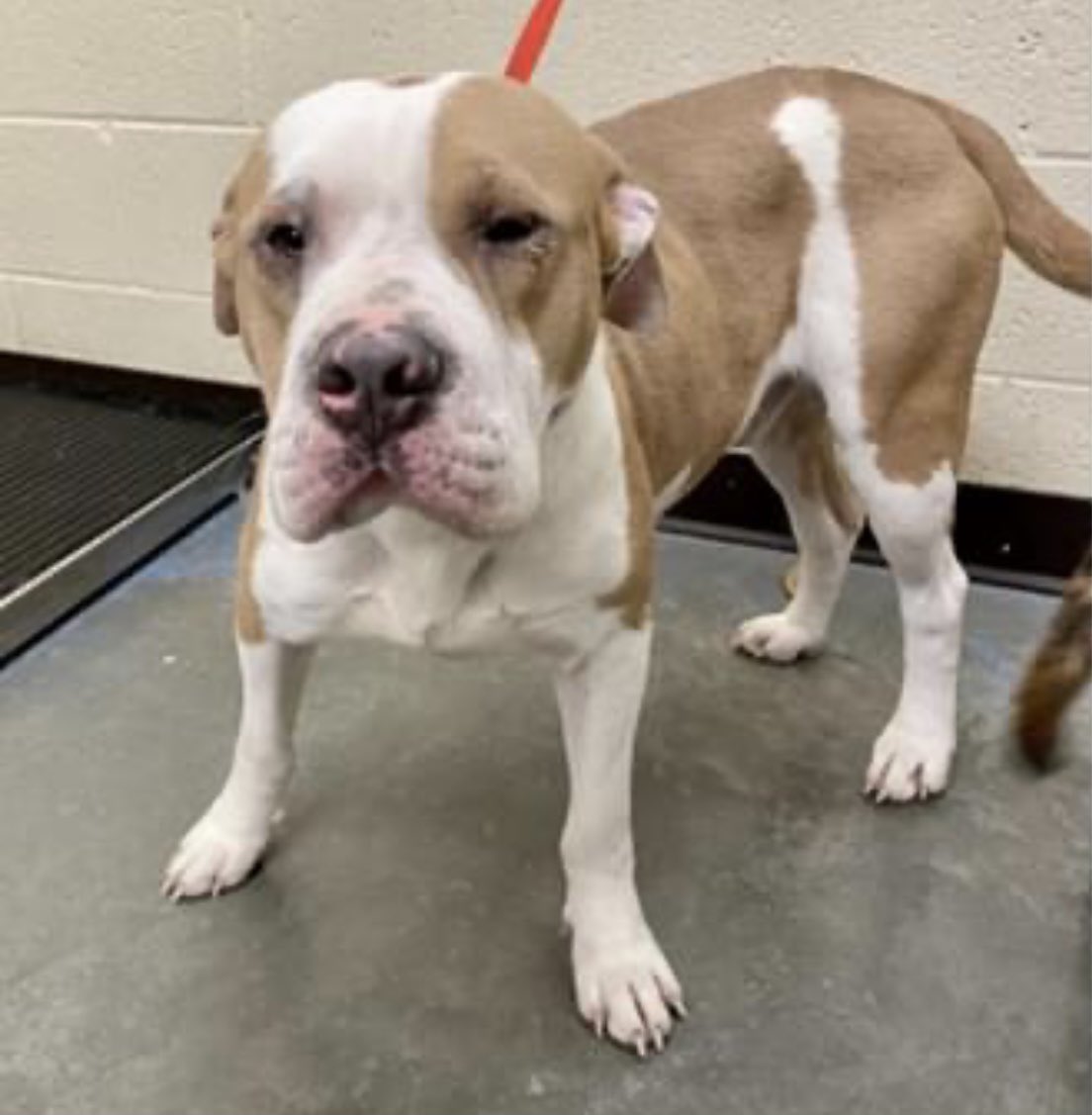 reddogsusie's tweet photo. WALLACE &amp; GROMIT ARE SAFE❤️
Thanks to Unleashed Pet Rescue
Pledges/donations to: https://t.co/8OVYWgq4Xy
https://t.co/gQX3UXeH3w
Venmo: @Unleashed-Rescue
Pls ref: Wallace/Gromit #MASA3114/5 
Thanks 2every1 who helped
Rescue transported a large group of dogs-freedom pics 2follow🤗 https://t.co/XVG4Z2WDTS