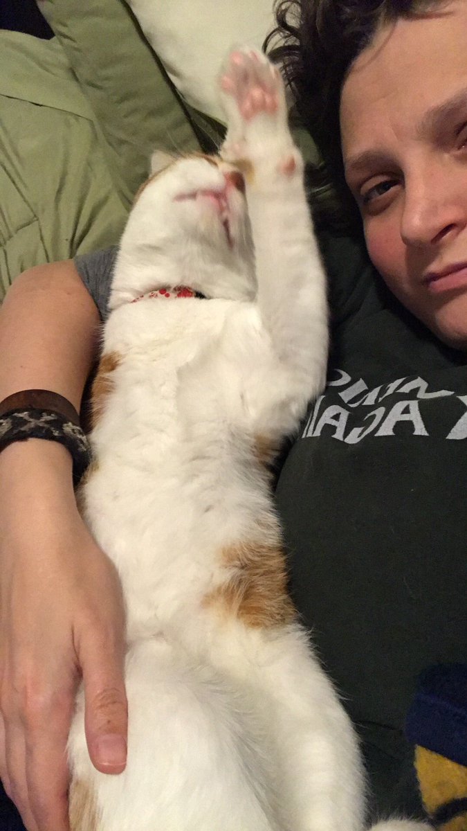 AmylouAhava's tweet photo. Happy Gotcha Day to Ash Williams! He has adapted well to having only 3 legs and can get everywhere he isnβt supposed to. He insists on being with me at all times and even sleeps on my pillow at night. So glad Ash convinced me to adopt him. #AshCat https://t.co/FBQ1IKJkZH