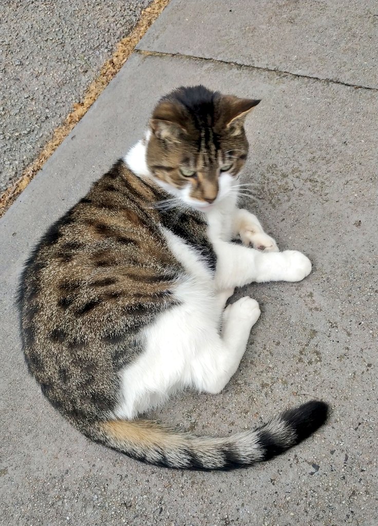 New cat alert 👀👀 <a href="/SiriCerasi/">siri sedai</a>
