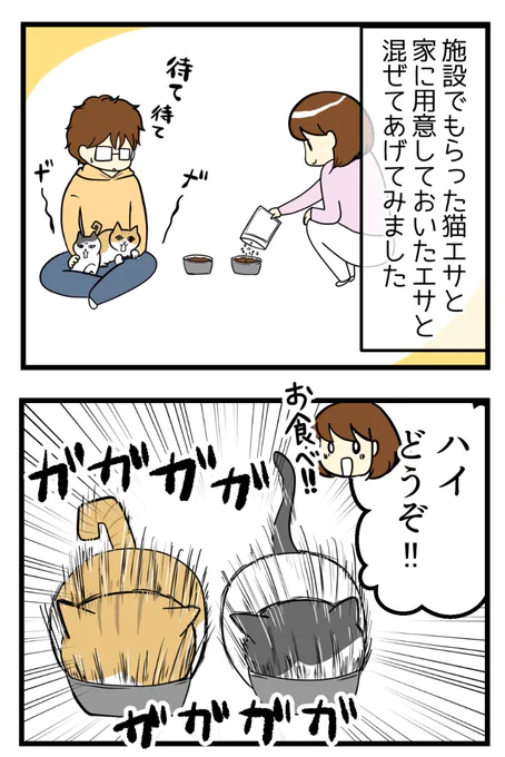 猫探し編⑯(最終話)-猫の洗礼 #漫画が読めるハッシュタグ #保護猫 #猫のいる暮らしこうして猫たちとの暮らしがはじまりました(^^)/ 