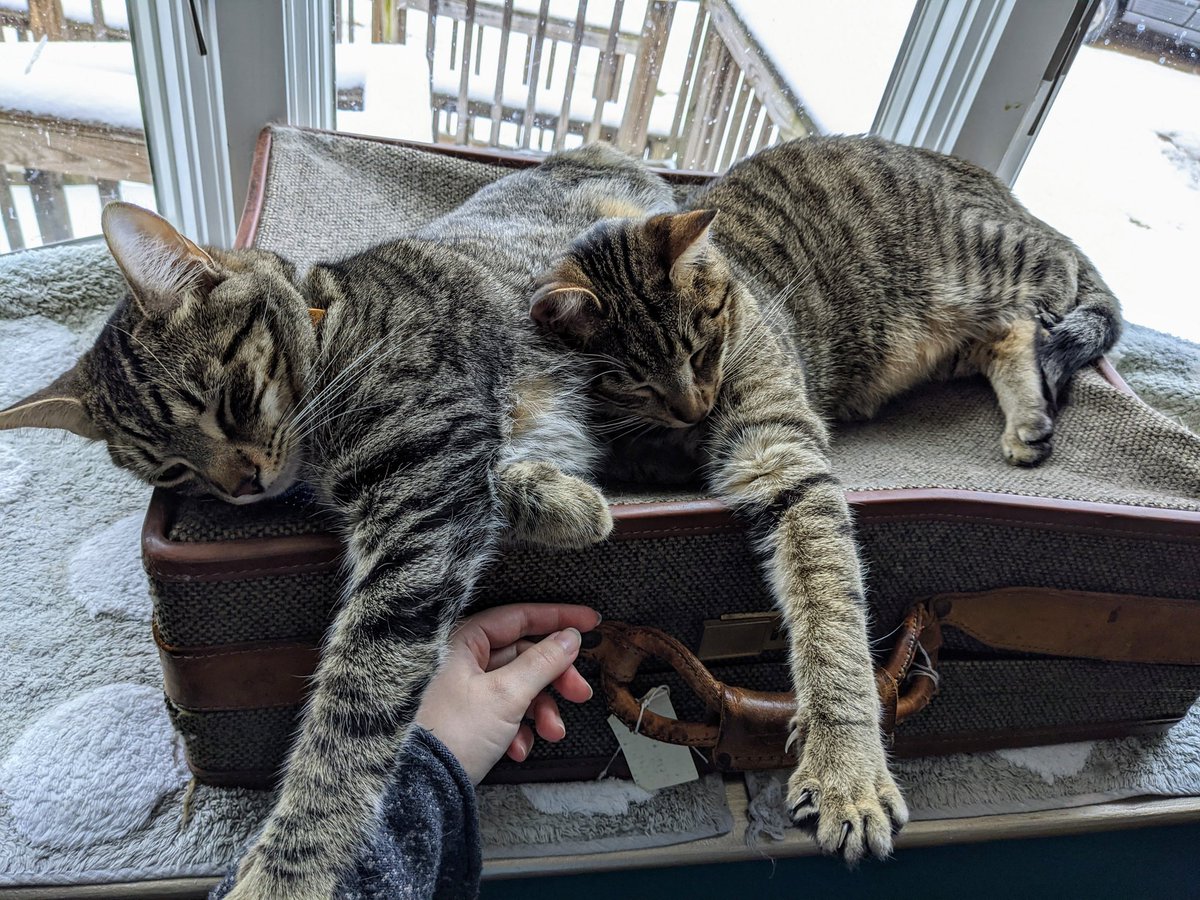I've barely tweeted since Parker and Odie were kittens! They're big boys now, but still skilled at synchronized napping.