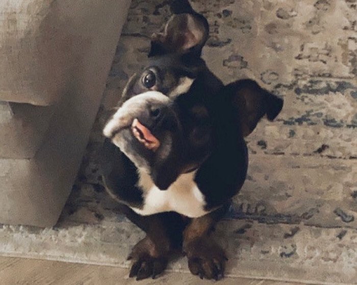 beaumadisonpc's tweet photo. Help Ghost their way into the pages of Dogster or Catster Magazine and take home a $5,000 cash prize! https://t.co/m1UJF0wOFA #vote4ghost #surgeryneeded @miraclefoundationsd 

https://t.co/64AcJTXX9O https://t.co/Kx5LQSX1A0