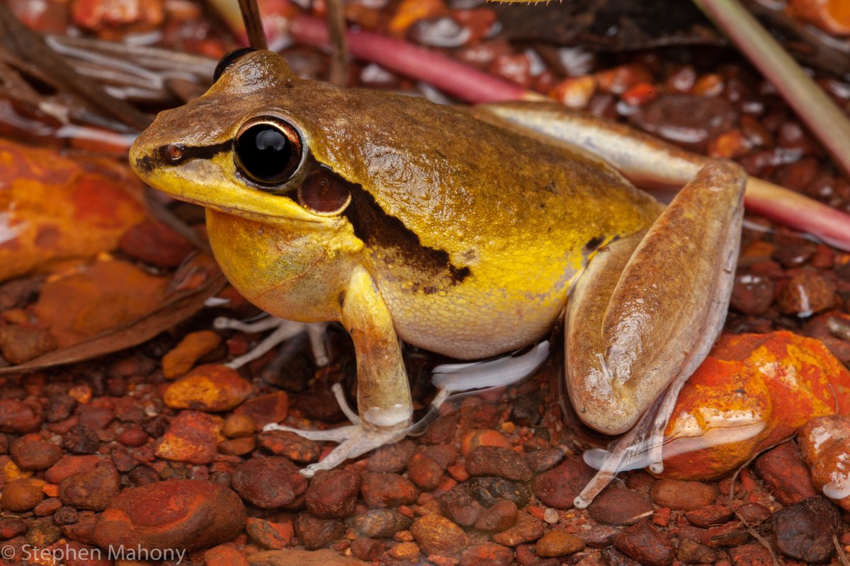 Around this time last year I was in Darwin photographing what's now known as Litoria spaldingi (Eastern Crazy Chicken Frog / Spalding's Frog) calling. 

This year I'm a bit colder out in the rain on the east coast, wishing to be back in the tropics. 

#Frog #WildOz #newspecies