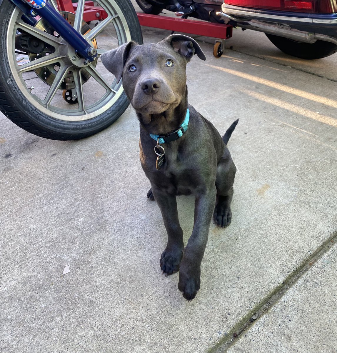 ShortNSmexy's tweet photo. My little Bosa Luna💜 https://t.co/DeVw0qsAo1