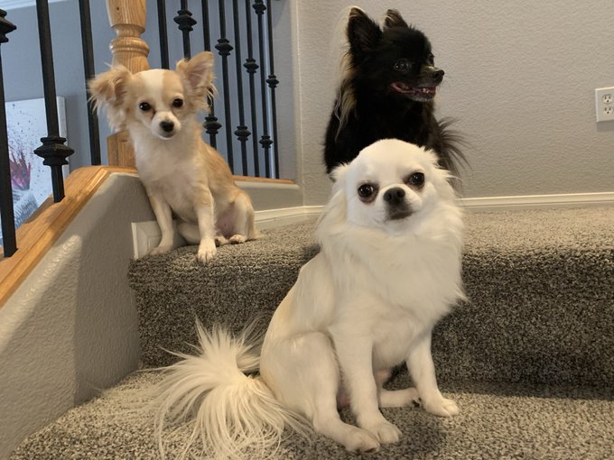 Ok last one I promise 😅🐶🐶🐶 https://t.co/qnYLPg2UN2<a href="/tag/maskup"class="tags"><span>#maskup</span></a><a href="/tag/covid"class="tags"><span>#covid</span></a><a href="/tag/onlytookoffforpic"class="tags"><span>#onlytookoffforpic</span></a>