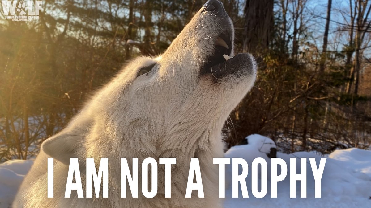 @nywolforg's photo on ramsey