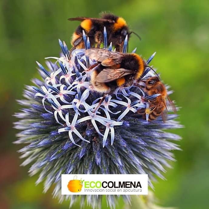 ecocolmena's tweet photo. Compartir es parte de la ley de la naturaleza. https://t.co/RwzsS5d6Bn