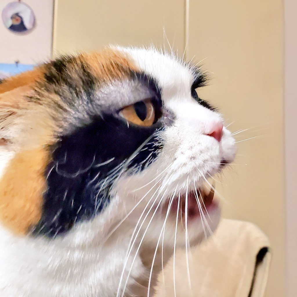 猫変態