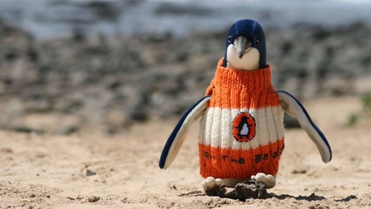 Anyway, here’s a picture of a Penguin wearing a Penguin jumper 😭