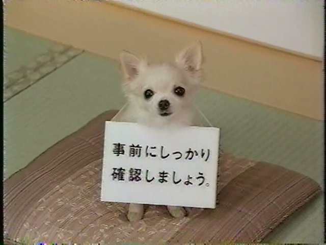 تويتر セニひも على تويتر Merurunn 06 懐かしのcmより拝借 アイフルのチワワ T Co Zmptppimxr