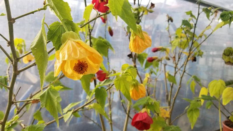 Dvc horticulture plant sale