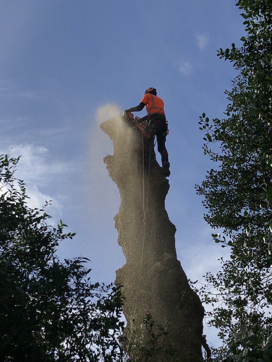 dbtreecare's tweet photo. Diseased Ash tree dismantle in Nether Edge, Sheffield. We retained the stem as a standing monolith for habitat purposes. #trees #arborist #treework #sheffield #ashdieback https://t.co/nRvpoYBOJK