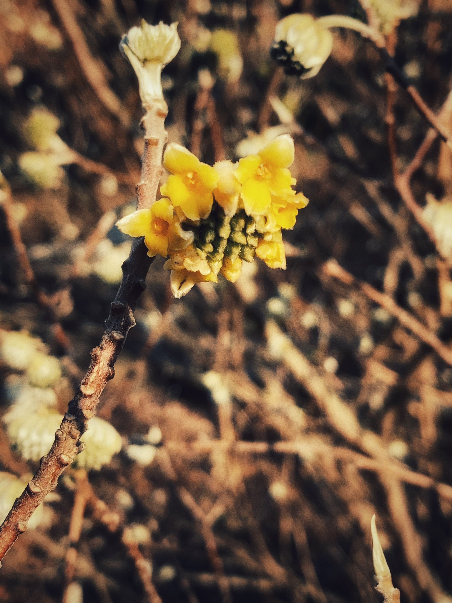 تويتر 神代植物公園 ニュース على تويتر スタッフより 広報係 10日前頃から蕾がほころび始めた ミツマタ の開花が進みました 本日のような温かい気候の中 ミツマタの甘い香りをかぐと すっかり春が訪れたようなつもりになってしまいますね 写真は芝生