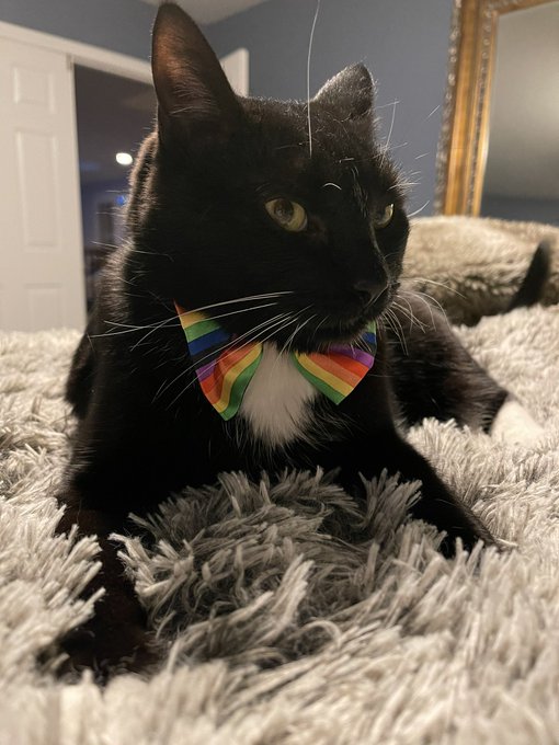 Here&rsquo;s a pic of Steve to brighten y&rsquo;all&rsquo;s Monday 🐱🌈 https://t.co/JRAh64BG3y<a href="/tag/edclv2021"class="tags"><span>#edclv2021</span></a>