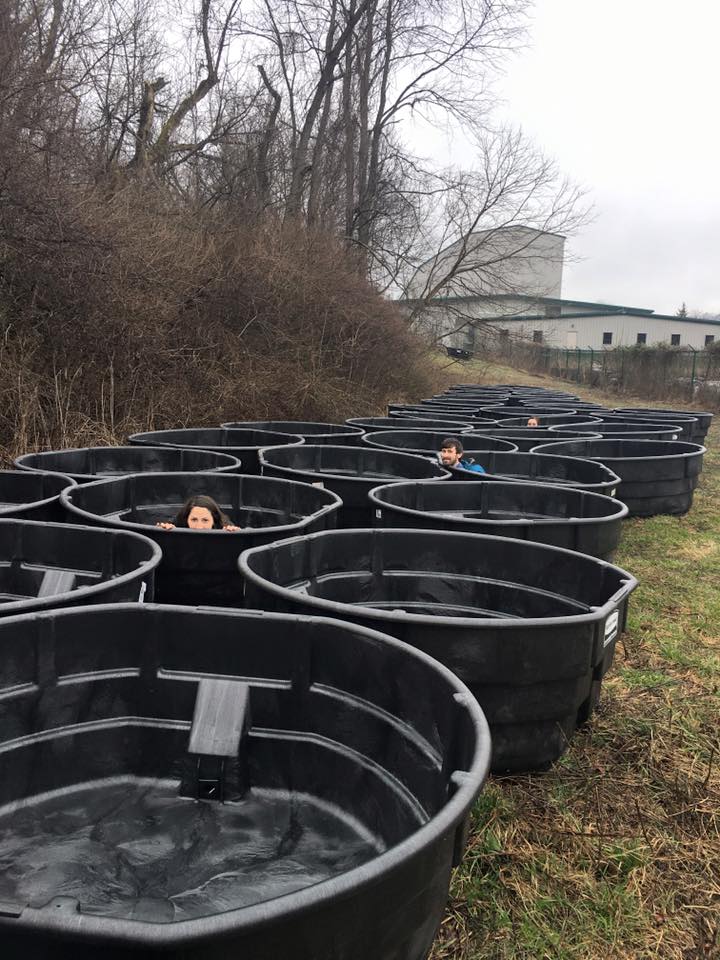 HotHerps's tweet image. 4 years ago today we moved 40-300 gallon cattletanks to a muddy field in hopes of starting some novel #mesocosm experiments with wood #frogs... &quot;A field of tanks&quot;, or a &quot;Field of experimental dreams?&quot; #phdchat