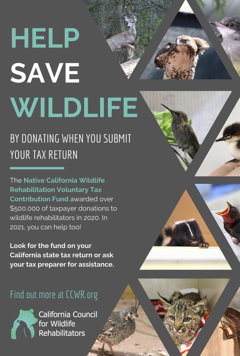 It’s that time of year; tax time, and an opportunity to reach those all throughout our state to help in the fight for wildlife! Members, please help us share this information far and wide! The fund can only continue to exist and improve with public support.