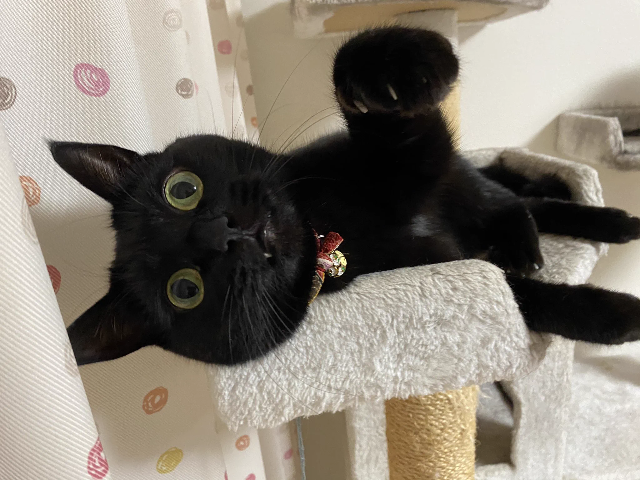 @eyecare_cp 黒猫でお願いしにゃす❣️ 