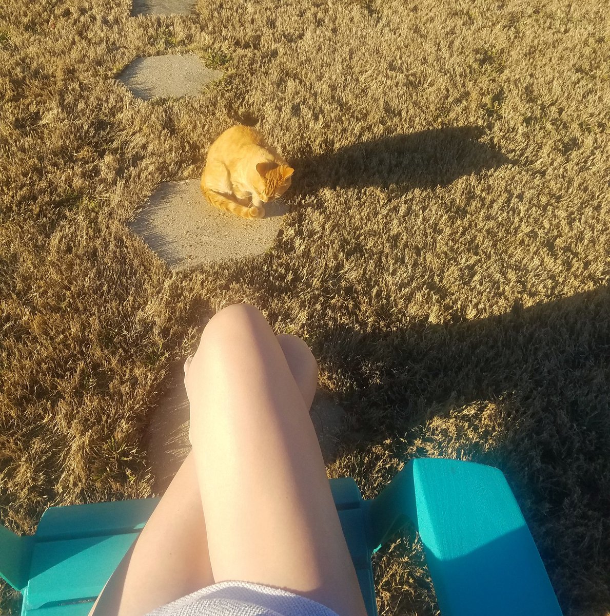 witnips's tweet image. Perfect evening to sit outside. I've been experiencing excruciating back pain the past few days. Pains like this have occurred after a car accident or falling down a flight of stairs. Not sure what brought on this episode. Anyway, being in the sun with Cheeto is always uplifting.