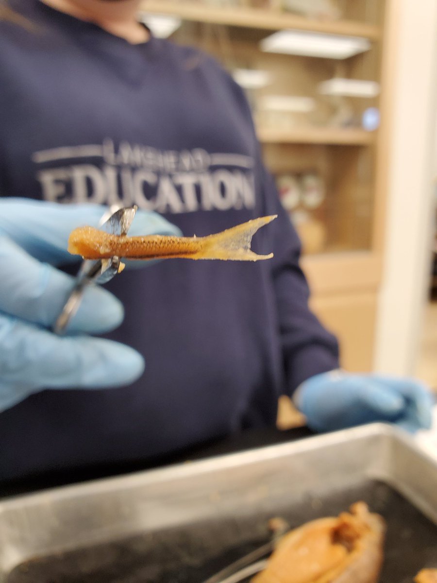 MrsBancej's tweet photo. It was cohort A dissection day! One group found a tiny fish in the stomach of their perch!!!  So cool!  Fun was had by all. #grade10science @MrsBancej @OCDSB @OTHSPANTHERS https://t.co/CPQAb1qckH
