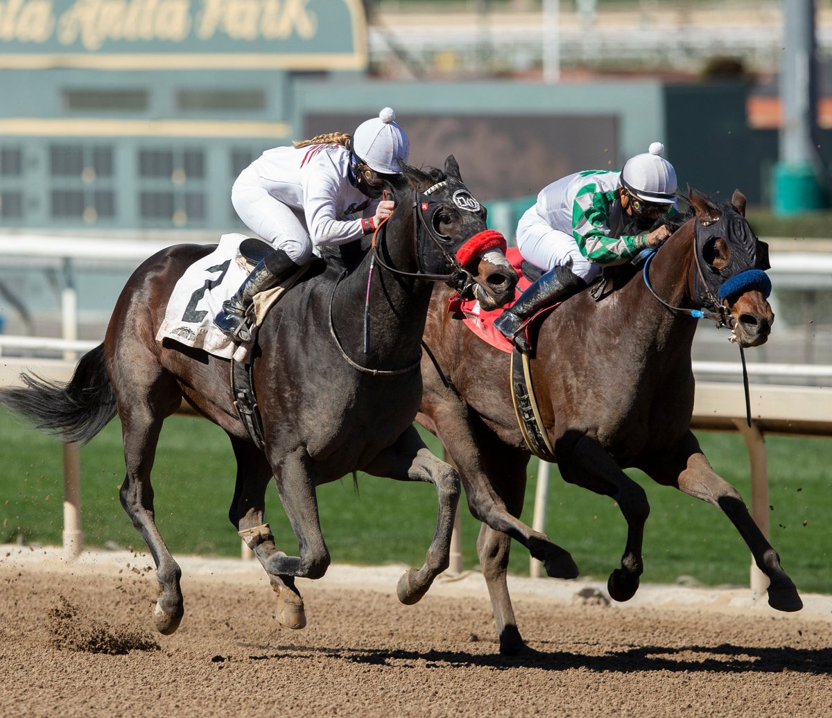 PreissDan's tweet photo. Had a good time @santaanitapark Saturday watching Sabuda try to win back to back races w/ @jockeyjess up. A bit of an awkward start cost us. We really wanted to prove @FrankMirahmadi and @ToddTVG wrong too. Next time...
#Benoitphoto https://t.co/IJTZllloXx