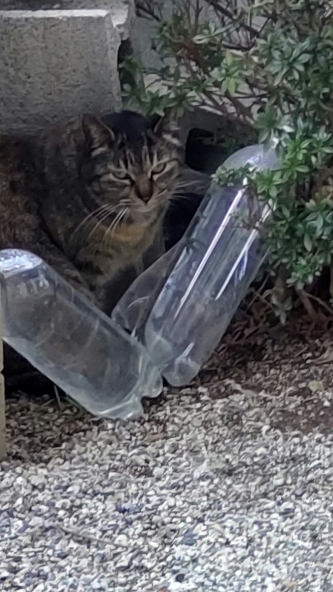 猫よけ 猫よけ