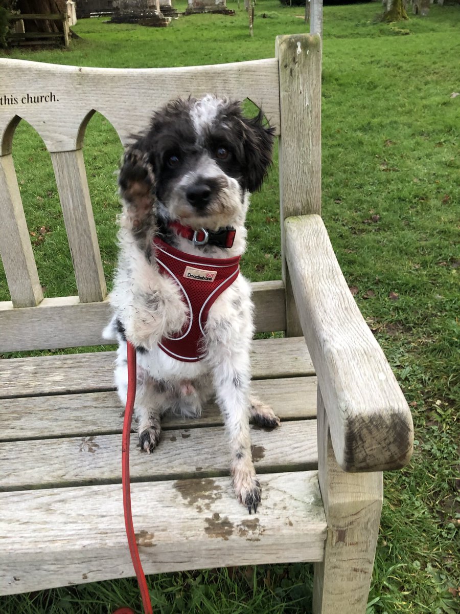 FJackapoo's tweet photo. Hi Five ! 
Love,
Frank 🐶 https://t.co/oEEUiFQUFZ