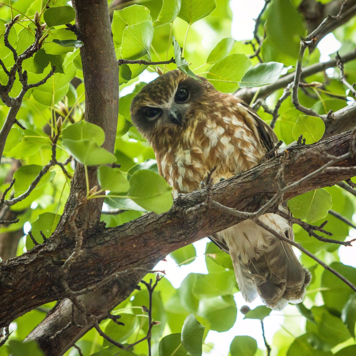 angusmeek's tweet photo. Little #Owl (Athene noctua) in my front yard tree. https://t.co/kbgflxddQV