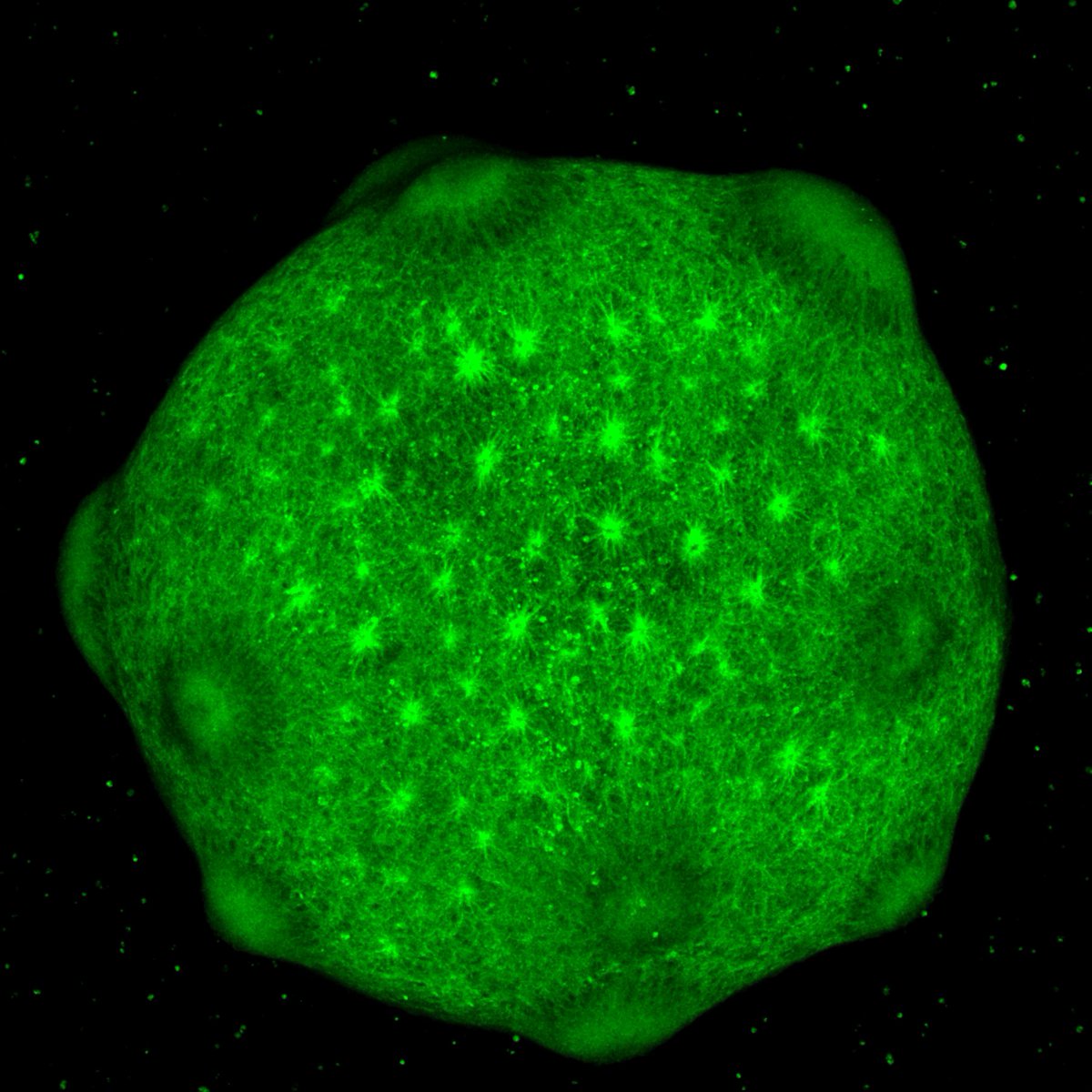 Sergiu P. Pasca (@sergiu_p_pasca) on Twitter photo Our new collaborative work on intrinsic maturation in cortical #organoids kept for almost 2 years is out in <a href="/NatureNeuro/">Nature Neuroscience</a>. The switch in receptor subunits is one of the interesting findings. We mention limitations also in the <a href="/ScienceMagazine/">Science Magazine</a> coverage below
rdcu.be/cfDQt Our new collaborative work on intrinsic maturation in cortical #organoids kept for almost 2 years is out in <a href="/NatureNeuro/">Nature Neuroscience</a>. The switch in receptor subunits is one of the interesting findings. We mention limitations also in the <a href="/ScienceMagazine/">Science Magazine</a> coverage below
rdcu.be/cfDQt