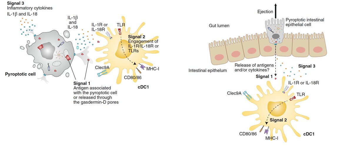 Thought provoking review from <a href="/deetsk/">Katie</a> and @russellevance on #inflammasomes and #adaptive immunity. Important consideration of the limits of many past studies and great hypotheses on #antigen presentation and IL-1 action in trans. <a href="/NatImmunol/">Nature Immunology</a> <a href="/berkeleyMCB/">UC Berkeley MCB</a> 

nature.com/articles/s4159…