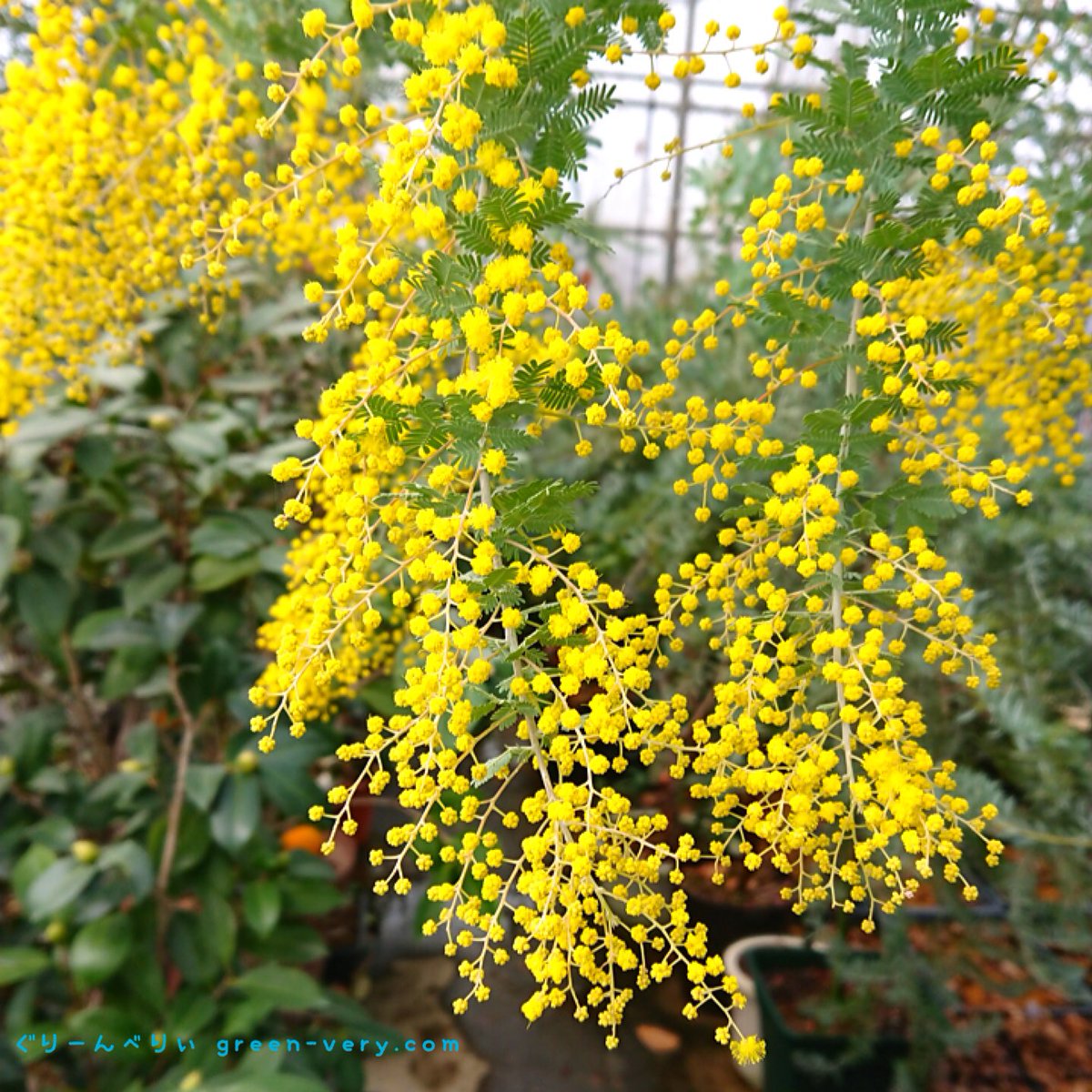 苗通販店 ぐりーんべりぃ 温室のミモザが咲き始めました 枝を切ってそのまま花瓶に飾るだけでとても綺麗ですよ ミモザ ミモザの木 ミモザアカシア ミモザの日 花 花が好き Flowers 庭のある暮らし ファインダー越しの私の世界 花の通販