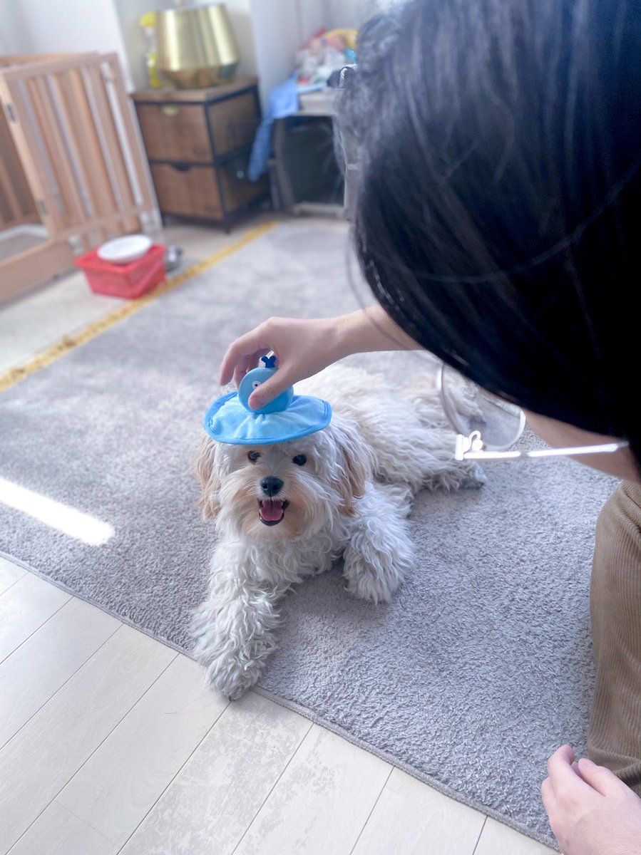 Inu Beer Auf Twitter 人間の戯れに付き合ってくれて中世ヨーロッパ貴族風犬になった