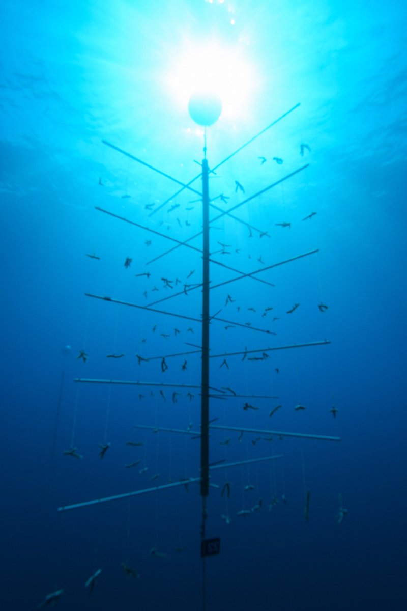 We’re finally on Twitter!
Follow us to stay up to date about our #GreatBarrierReef coral nurseries!