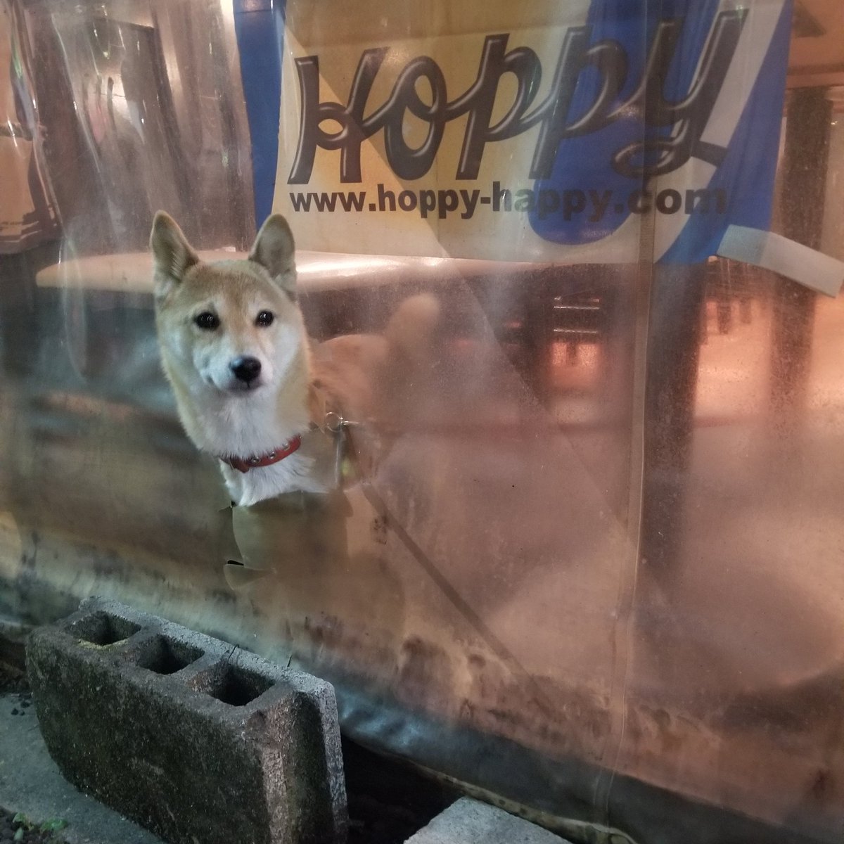 haruko0127's tweet photo. 店番中♪
#shiba #shibainu #mameshiba
#柴犬 #豆柴 #しばけん #しばいぬ
#豆柴はるこ #shibastagram #instashiba #dogstagram #shibadog #shibalove #shibalovers #shibainulove #shiba_snap #shibapuppy #shibafans #mameshibalove https://t.co/mSz9dzYjQi