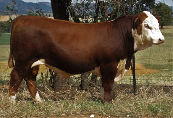 Injemira Redford J006 Q287 breaks the Hereford breed record for a bull, selling for $160,000. 

<a href="/thelandnews/">The Land</a>