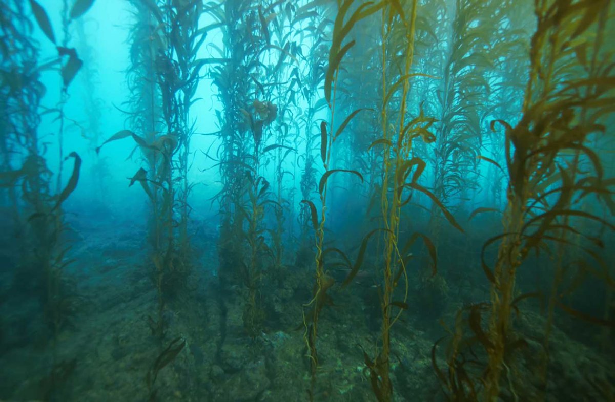 A Dynamic Forest Floor

A new model reveals how two radically different communities coexist beneath the canopies of California’s iconic kelp forests

eemb.ucsb.edu/news/all/2021/…