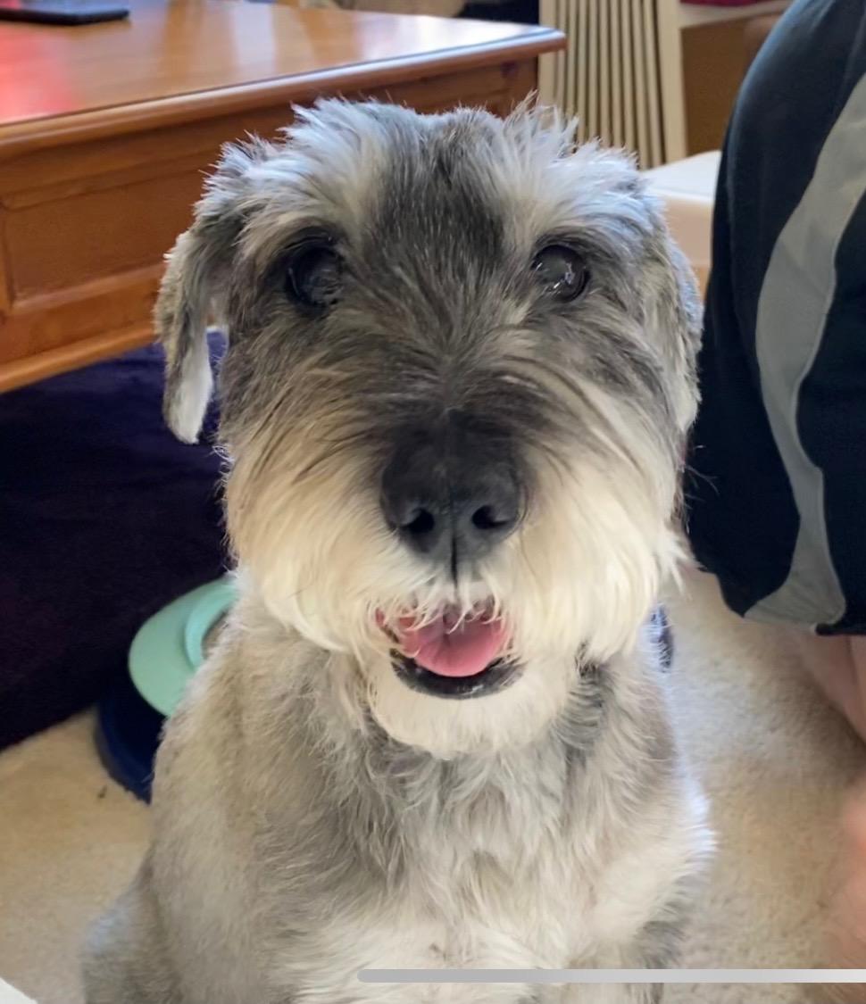 DuoGrunfox's tweet photo. Sasha Feb. 3 2006- Feb. 22 2021
Had her since she was a puppy. Used to be afraid of everything like I am, but was able to be brave. Had to play Serenade of Water on an ocarina or play the Godfather ost in order to get her to sleep. I miss her. I miss and love her so much. https://t.co/xt26UnHUWB