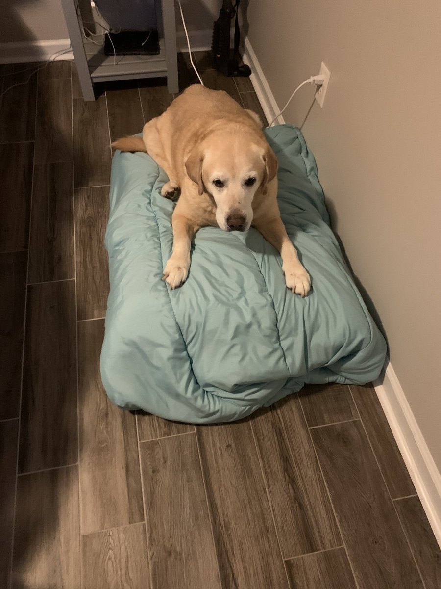 jake_thelab's tweet photo. Well pals, time to turn in for some good snoozles. I got a baff today and got a brand new bed wiff a brand new blanky. Dad always wraps my beds wiff comforters cause they are cool to the touch. #bathsareexhausting #dog #dogs #dogsoftwitter #yellowlabs #labrador https://t.co/pOrm8WsO10