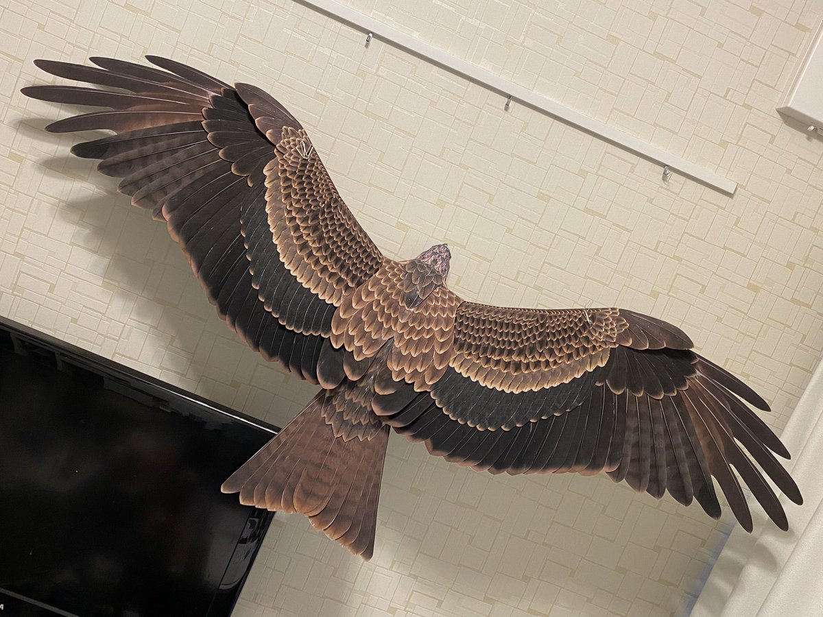 Twoucan 野鳥 の注目ツイート モデル Twoucan 野鳥 の注目ツイート モデル