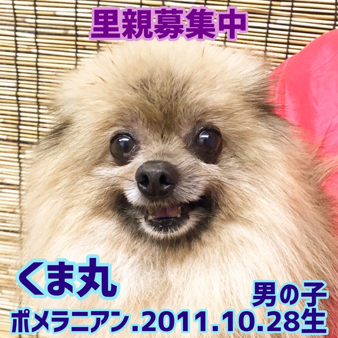 ポメラニアンのtwitterイラスト検索結果