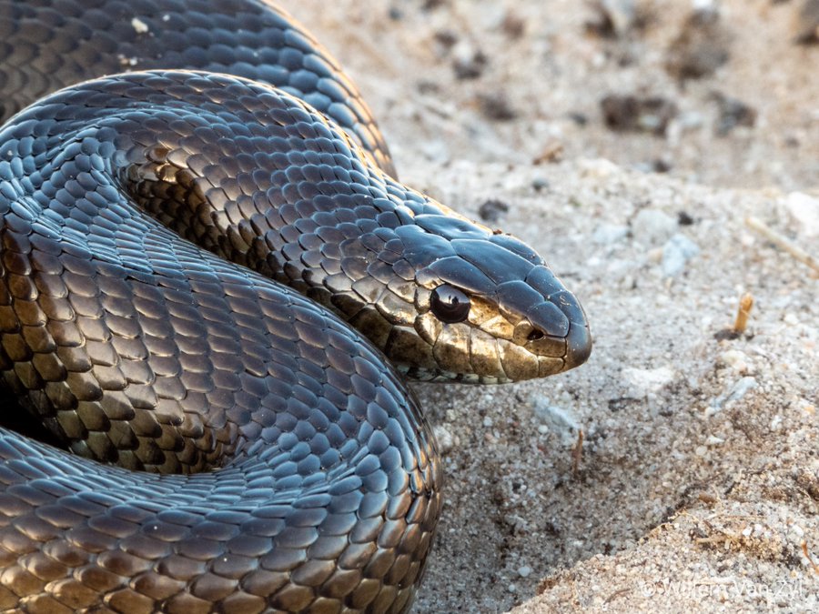 Hon Matopenigel 1 Zimsnaketalk The Mole Snake Pseudaspis Cana Is A Non Venomous Species Of Snake That Is Native To Much Of Southern Africa The Mole Snake Can Grow To