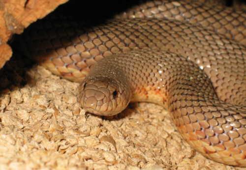 Hon Matopenigel 1 Zimsnaketalk The Mole Snake Pseudaspis Cana Is A Non Venomous Species Of Snake That Is Native To Much Of Southern Africa The Mole Snake Can Grow To