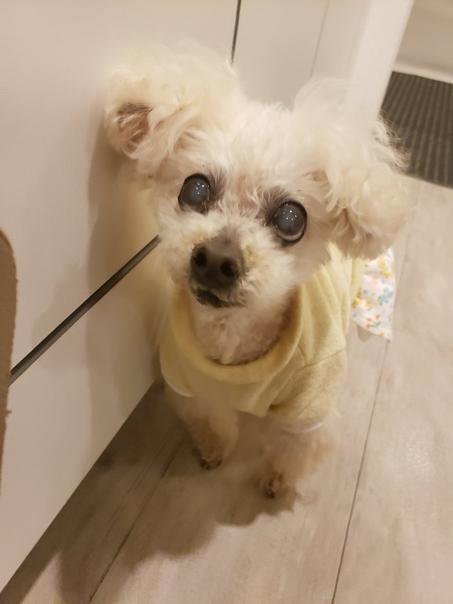 肺水腫 Twitter Search