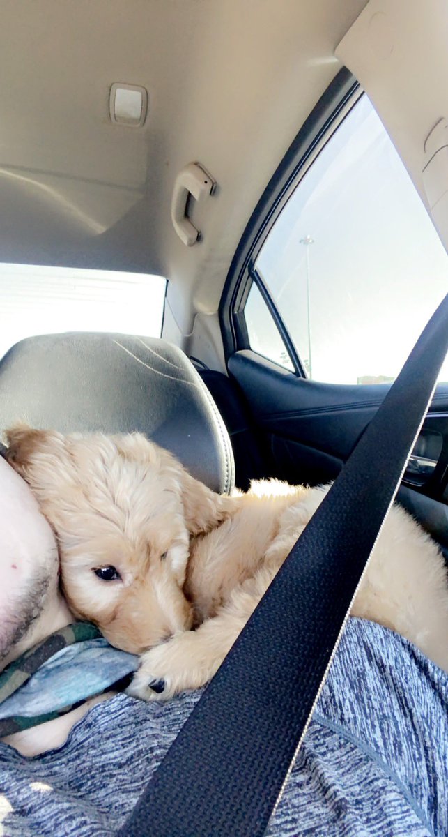 HunterNordstrom's tweet photo. Have y’all ever seen something so perfect?😍 meet Sophie bear my brand new golden doodle fur baby 😌 https://t.co/xM8nZQ0rTc