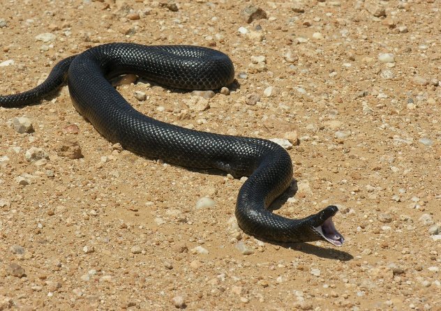 Hon Matopenigel 1 Zimsnaketalk The Mole Snake Pseudaspis Cana Is A Non Venomous Species Of Snake That Is Native To Much Of Southern Africa The Mole Snake Can Grow To