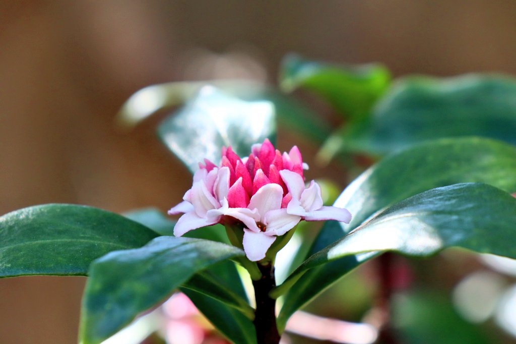 ピアノの森 甘 い香りが漂ってきました 沈丁花の蕾が開き始めましたよ この香りがとっても好きなんです うっとりする程甘い香りです 春は沈丁花 夏はクチナシ 秋は金木犀 香りの強い花をつける3つの樹木のことを三大香木 さんだいこうぼく と言うそうです ピアノの森 甘 い香りが漂ってきました 沈丁花の蕾が開き始めましたよ この香りがとっても好きなんです うっとりする程甘い香りです 春は沈丁花 夏はクチナシ 秋は金木犀 香りの強い花をつける3つの樹木のことを三大香木 さんだいこうぼく と言うそうです