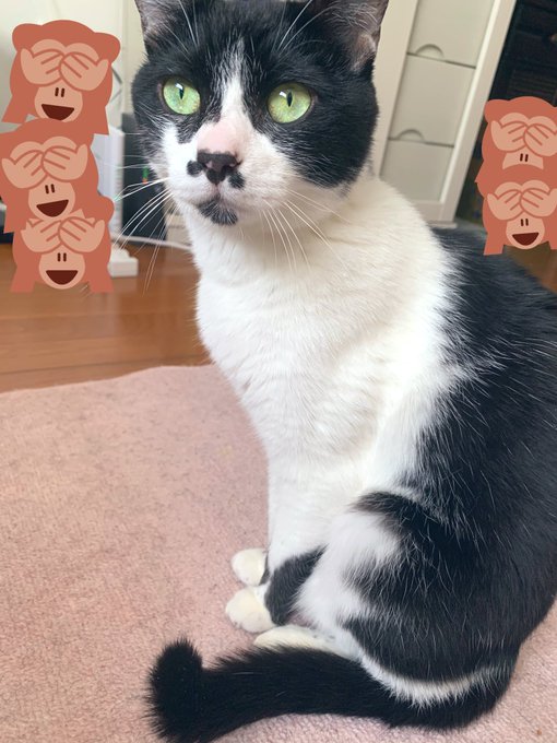 #にゃんにゃんにゃん &larr;昨日😇  うちのにゃん https://t.co/Y778JU6Jk1<a href="/tag/%E3%81%AB%E3%82%83%E3%82%93%E3%81%AB%E3%82%83%E3%82%93%E3%81%AB%E3%82%83%E3%82%93"class="tags">#にゃんにゃんにゃん</a>