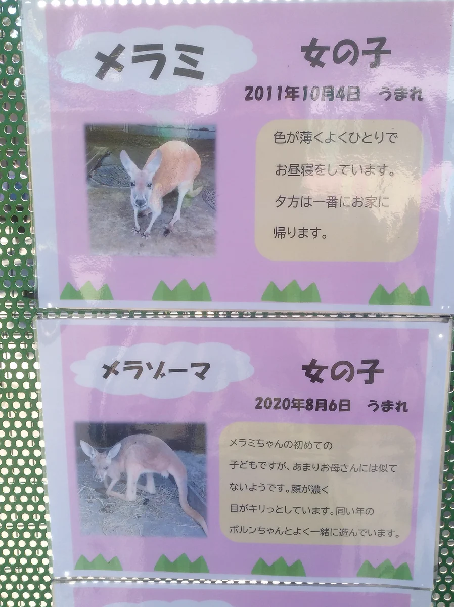 なぜその名前にした？カンガルーの名前がドラクエの魔法www