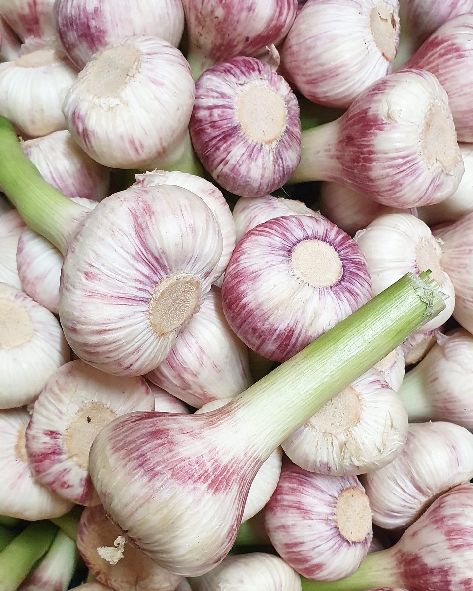 FrenchGardenBr's tweet photo. Fresh wet garlic now available in to us from @FrenchGardenUK
#garlic #wetgarlic #fgb #wholesaler #exoticproduce #bristolfruitmarket https://t.co/s3j7nZxGTa