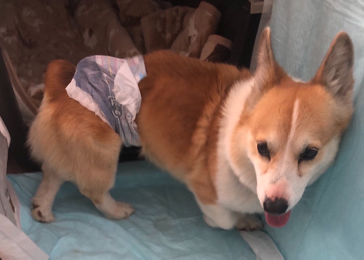 Nozomi コーギー雄保護しています 未去勢 立ち耳 尻尾無し ガリガリです 警察 保健所 役所には届出済みです 飼い主さんわんちゃんを探してあげてください 迷い犬 静岡県 沼津市